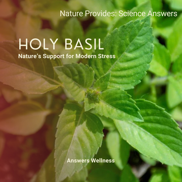 Holy Basil | A Natural Stress Reliever